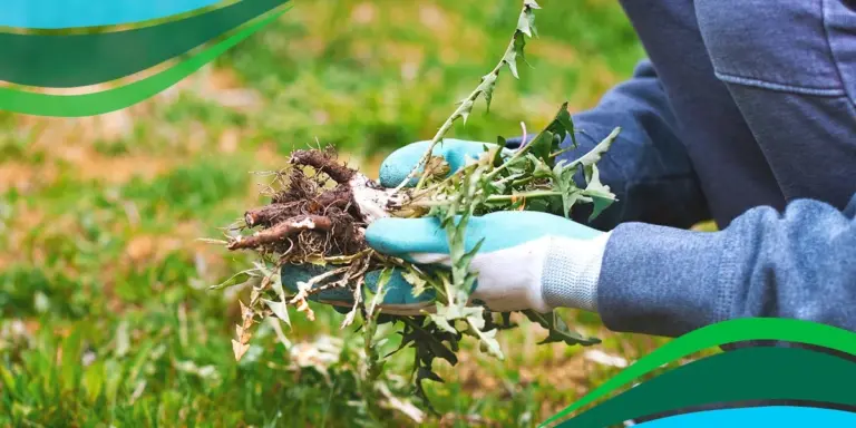 Top Picks: Manual Weed Pullers